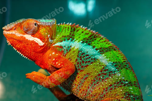Preview: chameleon, reptile, pet, coloured, colours
