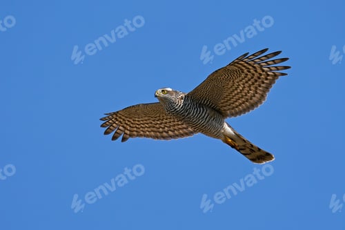 Preview: Eurasian sparrowhawk (Accipiter nisus)