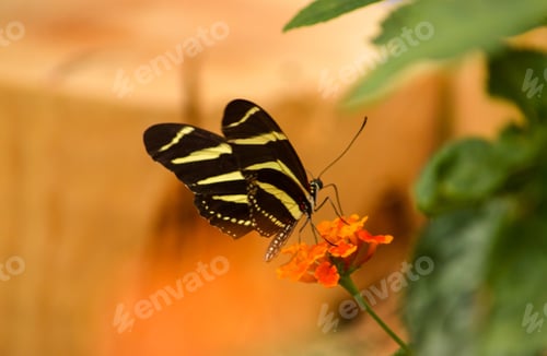 Preview: Butterfly