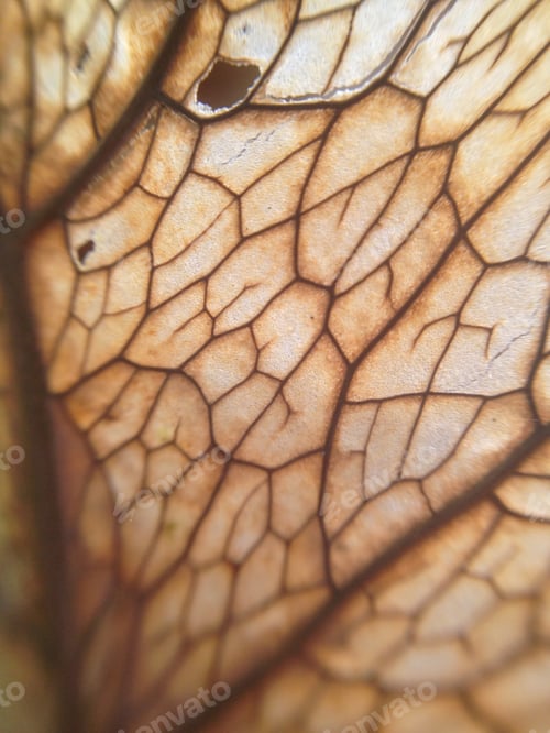 Preview: Dried leaf