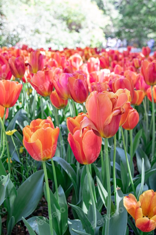 Preview: Tulips in the spring