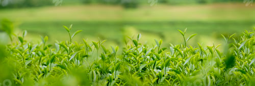Preview: Green tea tree field Garden water hose landscape. Organic farm tender bud herbal Green tea tree