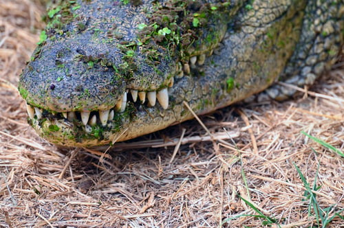 Preview: Close up of the head of a Nile Crocodile, showing teeth and other details