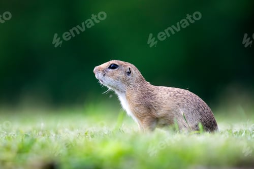 Preview: Funny ground squirrel