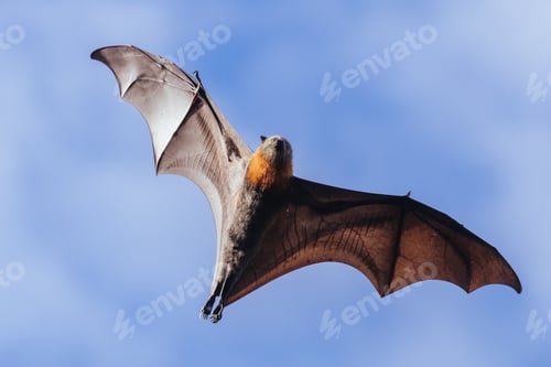 Preview: Flying Fox in Australia
