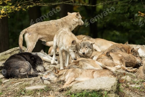 Preview: wolf, pack, togetherness, group, wilderness