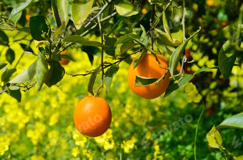 Preview: Oranges on a tree