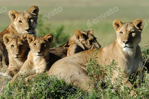 Preview: lion, wilderness, leo