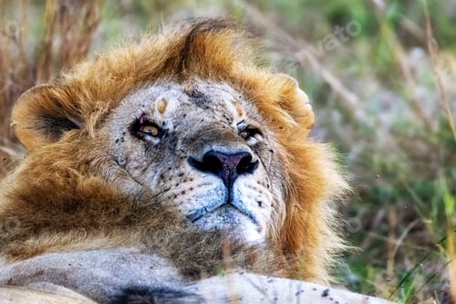 Preview: Fierce Lion With Battle Scar on Eye