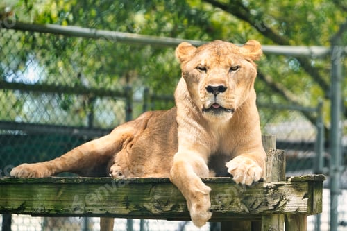 Preview: Beautiful view of the dangerous female lion in the cage