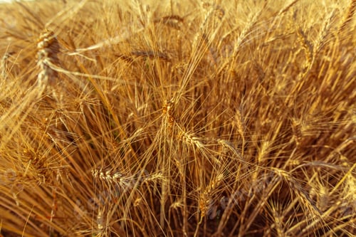Preview: golden wheat field and sunny day