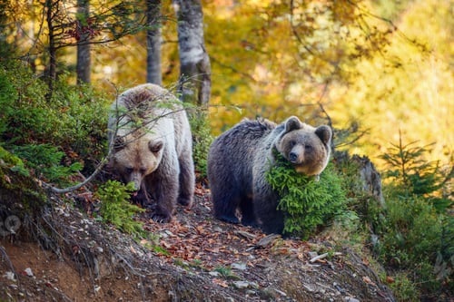 Preview: Two young brown bears in the authumn forest