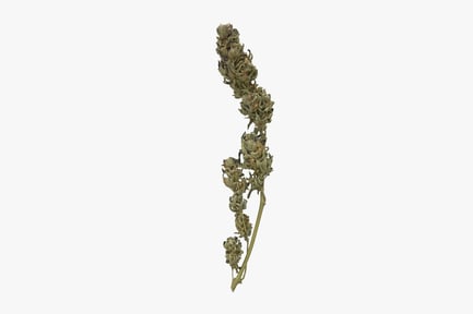 Preview: Mature Cannabis Branch with Buds