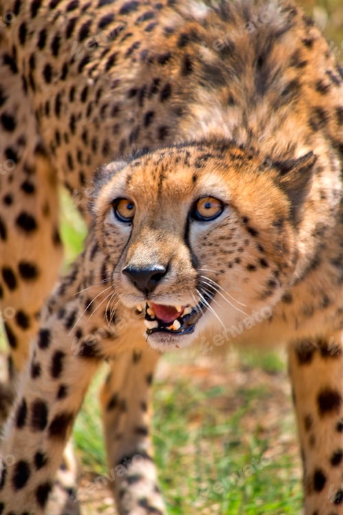 Preview: Cheetah, Wildlife Reserve, South Africa