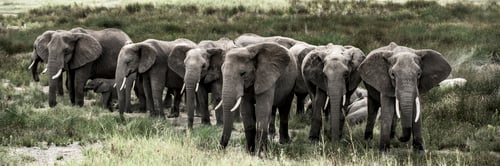 Preview: Group of elephants in Serengeti National Park