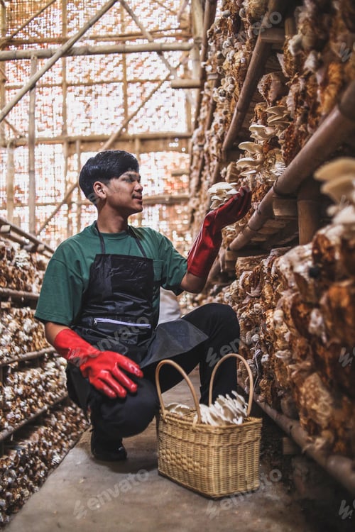 Preview: Farmer harvesting oyster mushroom using basket