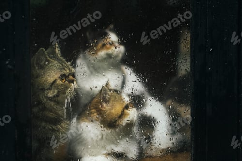 Preview: Three cats through a wet window
