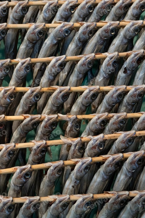 Preview: Rows of drying raw horse mackerels