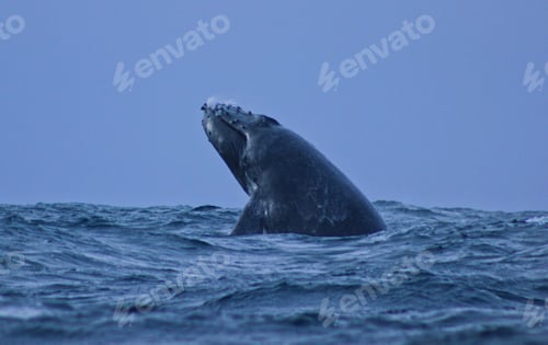 Preview: Blue whale on top of the ocean