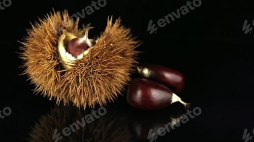 Preview: Chestnuts on a black reflective background