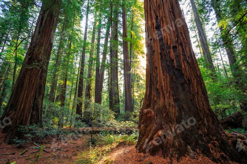 Preview: Sunrise In The The Redwoods At Redwoods National And State Parks California