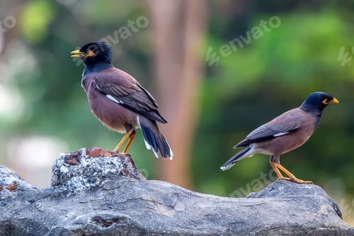 Preview: Two birds common myna or Acridotheres tristis