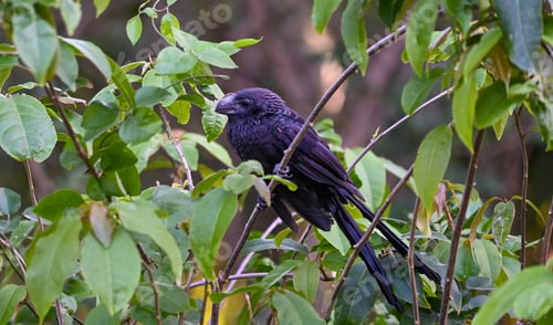 Preview: Smooth-billed Ani
