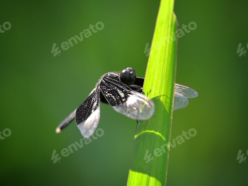 Preview: dragonfly sits on a grass on a meadow