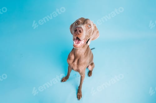 Preview: Weimaraner dog looking surprised and excited on blue background