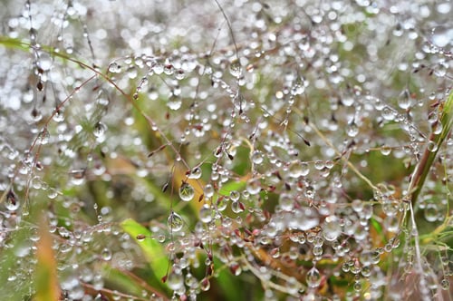 Preview: Rain or dew sparkling on delicate pink Purple Love Grass plants