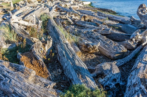 Preview: Piles Of Driftwood Line The Shore In Normandy Park, Washington.