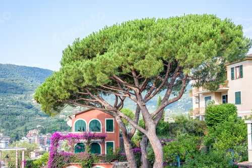 Preview: Beautiful daylight view to green tree