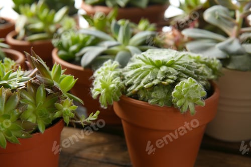 Preview: Many different echeverias on table, closeup. Beautiful succulent plants