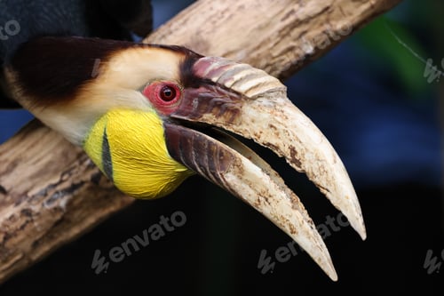 Preview: The wreathed hornbill (Rhyticeros undulatus) close up view