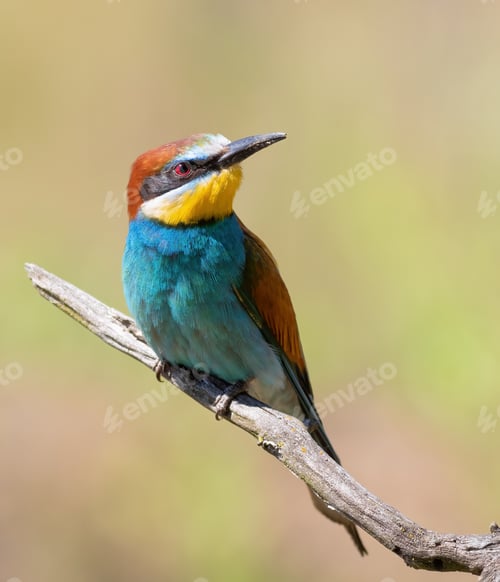 Preview: European bee-eater, merops apiaster. A bird sits on a beautiful branch on a blurry background
