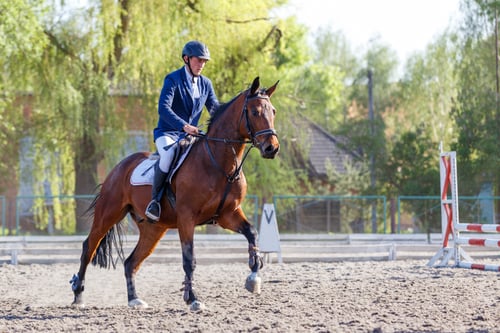 Preview: Young horseback sportsman on his course in showjumping competition