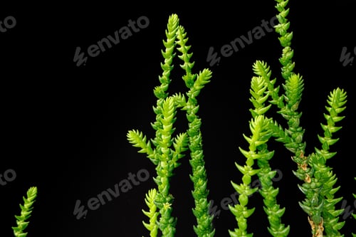 Preview: Succulent plant leaves on black background close up
