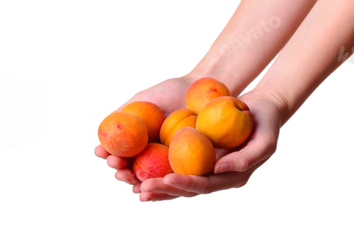 Preview: Female hand with tasty apricot on white background