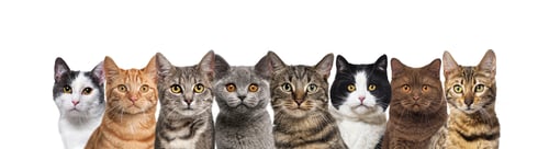 Preview: Large group of cats together in a row looking at the camera isolated on white