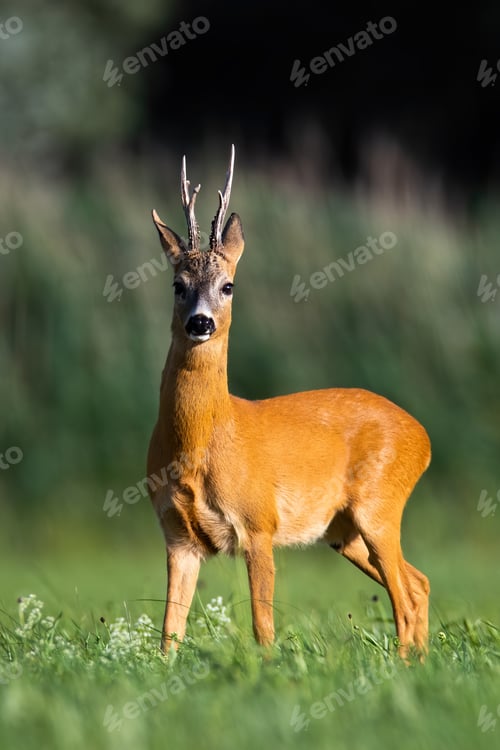 Preview: Roe deer buck standing on meadow in summer nature