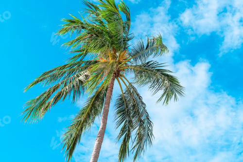 Preview: Coconut trees and clear sky on an island in summer,