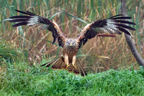 Preview: Red kite (Milvus milvus)