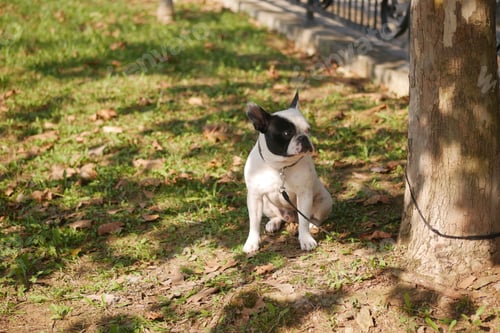 Preview: Dog sitting under a tree in a park during daylight