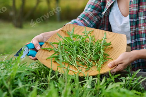 Preview: Close up of hands with garden shears cutting arugula herb crop