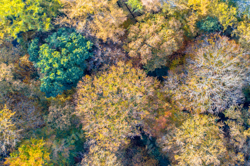 Preview: aerial view of autumn forest with colorful foliage