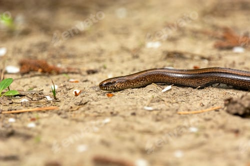 Preview: The common slow worm on earth