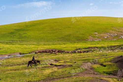 Preview: A shepherd on a horse with group of sheep in Kalajun grassland of Xinjiang in summer