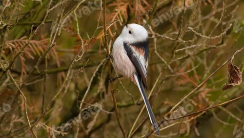 Preview: Long-tailed Tit, Aegithalos caudatus. Beautiful little bird sitting on a branch