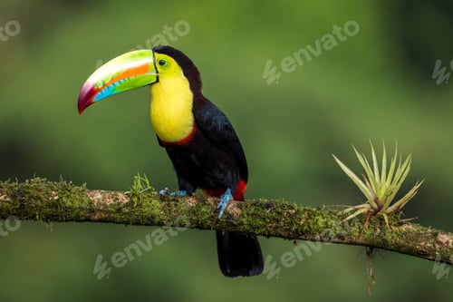 Preview: toucan, bird, colours, tropics