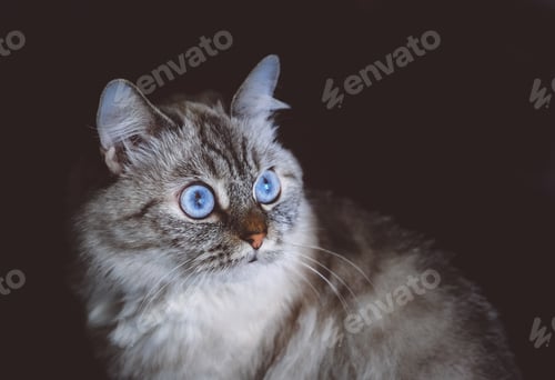 Preview: Beautiful cat with blue eyes